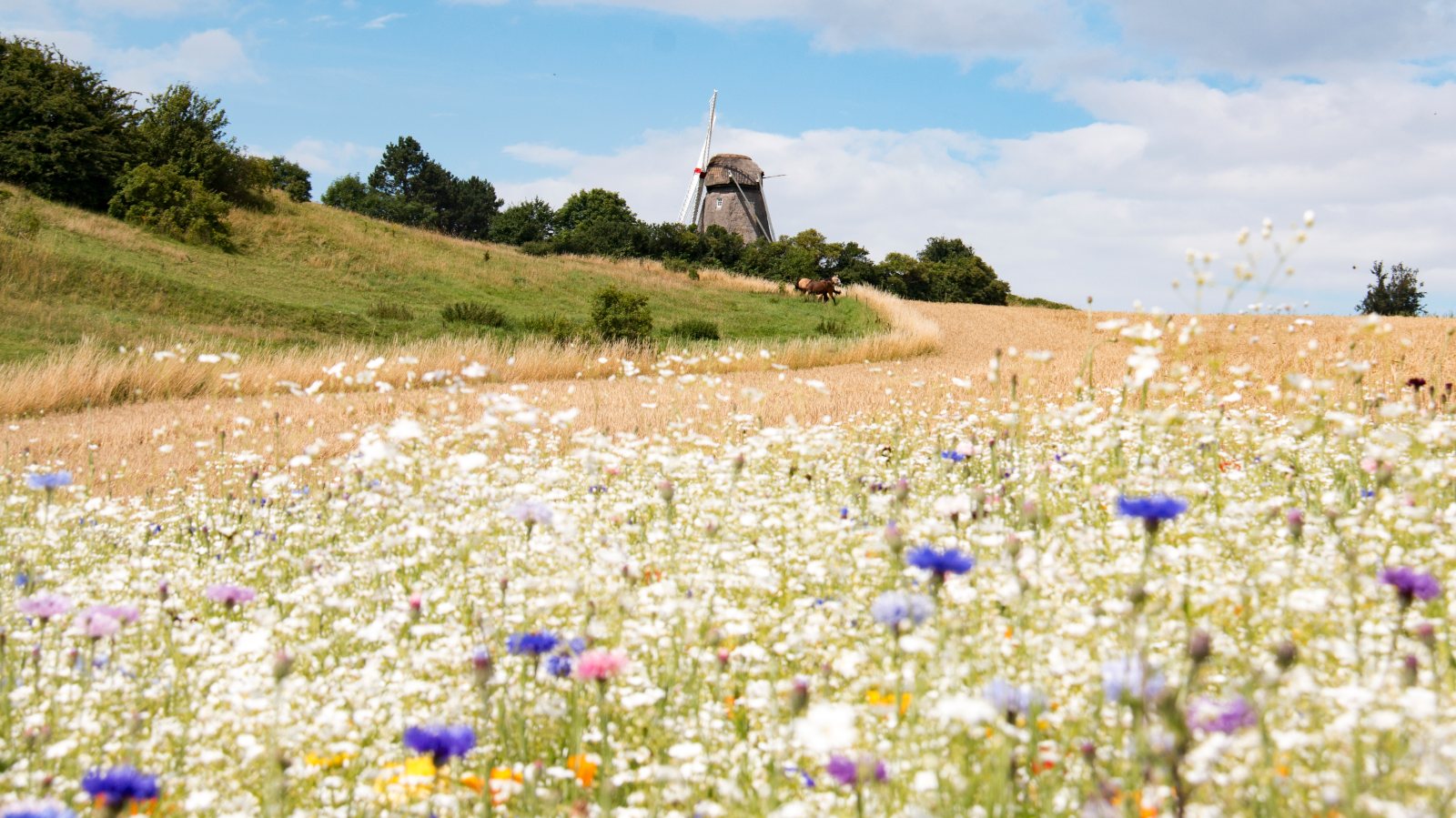 Vester Mølle i Søby