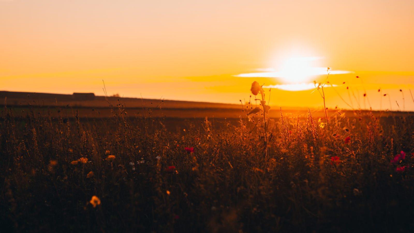 Lade, vilde blomster, efterår