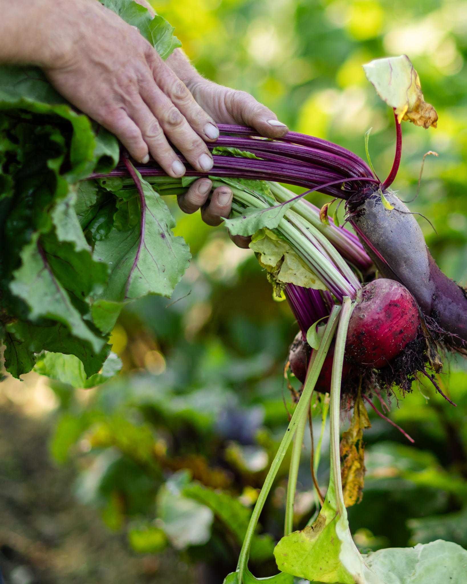 Mad af lokale råvarer på Ærø, lokalt grønt på Ærø, grøntavler på Ærø