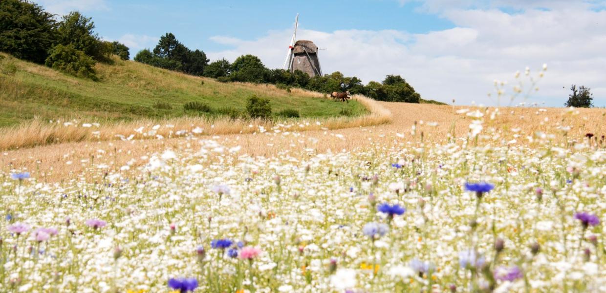 Vester Mølle i Søby